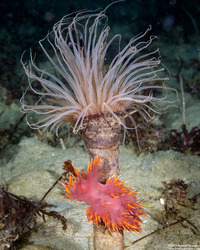 Dendronotus iris (Rainbow Dendronotus)