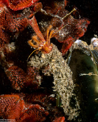 Orthopagurus minimus (Toothshell Hermit Crab)