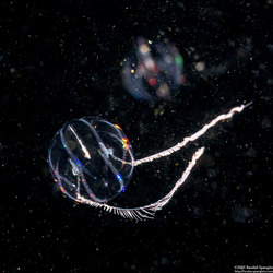 Pleurobrachia bachei (Sea Gooseberry)