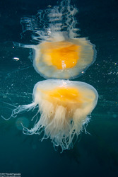 Phacellophora camtschatica (Egg-Yolk Jelly)
