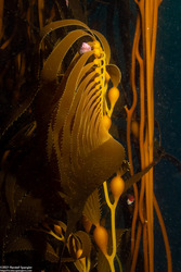 Macrocystis pyrifera (Giant Kelp)
