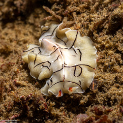 Eurylepta californica (Montgomery's Flatworm)