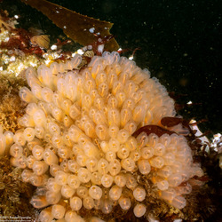 Clavelina huntsmani (Light Bulb Tunicate)