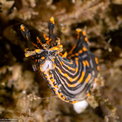 Polycera atra (Black Dorid)