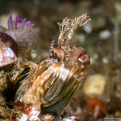 Neoclinus uninotatus (Onespot Fringehead)