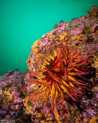 Urticina eques (White-Spotted Rose Anemone)