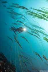 Nereocystis luetkeana (Bull Kelp)