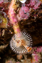 Serpula columbiana (Serpulid Worm)