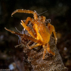Pugettia producta (Northern Kelp Crab); Tiny juvenile on a tube-dwelling anemone