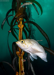 Macrocystis pyrifera (Giant Kelp)