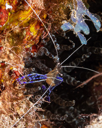 Ancylomenes pedersoni (Pederson Cleaner Shrimp)