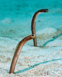 Heteroconger longissimus (Brown Garden Eel)