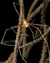 Stenorhynchus seticornis (Yellowline Arrow Crab); With eggs