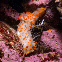 Triopha catalinae (Catalina Triopha)