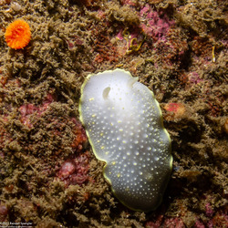 Cadlina luteomarginata (Yellow Margin Cadlina)