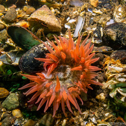 Anthopleura artemisia (Moonglow Anemone)