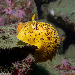 Peltodoris nobilis (Sea Lemon)