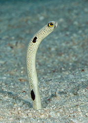 Heteroconger hassi (Spotted Garden Eel)