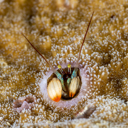 Paguritta kroppi (Kropp's Coral Hermit Crab)