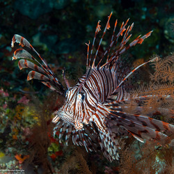Pterois volitans (Red Lionfish)