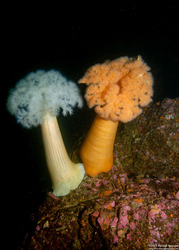 Metridium farcimen (White-Plumed Anemone)