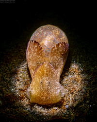 Haminoea vesicula (White Bubble Snail)