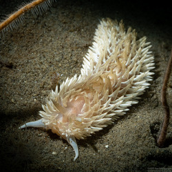 Aeolidia loui (Shag-Rug Aeolid)