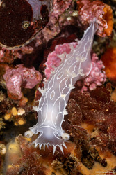 Tritonia festiva (Diamondback Tritonia)