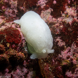 Berthella chacei (White Berthella)
