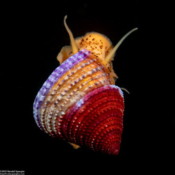 Calliostoma annulatum (Blue-Ring Top Snail)