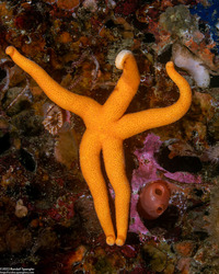 Henricia leviuscula (Blood Star)