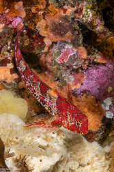 Orthonopias triacis (Snubnose Sculpin)