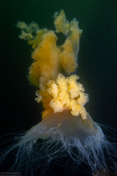 Phacellophora camtschatica (Egg-Yolk Jelly)