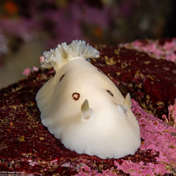 Diaulula sandiegensis (San Diego Dorid)