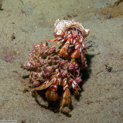 Pagurus armatus (Blackeyed Hermit Crab)