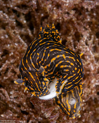 Polycera atra (Black Dorid)