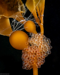 Aulorhynchus flavidus (Tubesnout); Eggs