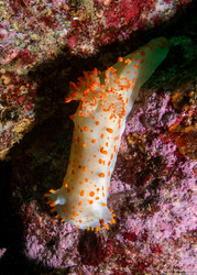 Triopha catalinae (Catalina Triopha)