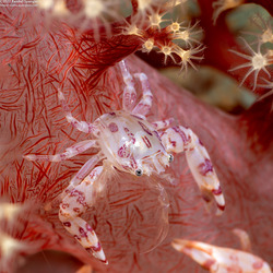 Lissoporcellana quadrilobata (Four-Lobed Porcelain Crab)