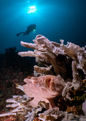 Album cover photo for Anilao - September 2022