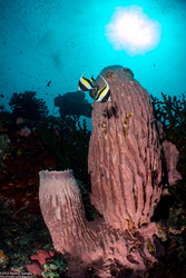 Xestospongia testudinaria (Barrel Sponge)