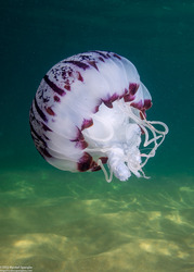 Chrysaora colorata (Purple-Striped Jelly)