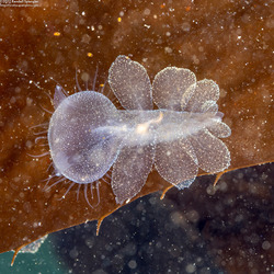 Melibe leonina (Lion's Mane Nudibranch)