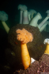 Metridium farcimen (White-Plumed Anemone)
