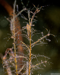 Caprella sp.1 (Skeleton Shrimp)