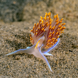 Hermissenda opalescens (Opalescent Nudibranch)
