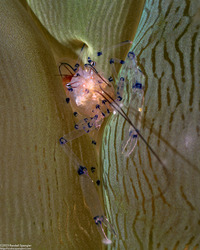 Vir colemani (Coleman's Bubble Coral Shrimp)