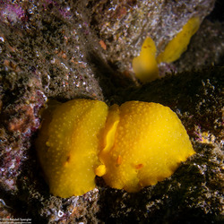 Doriopsilla fulva (White-Speckled Dorid)