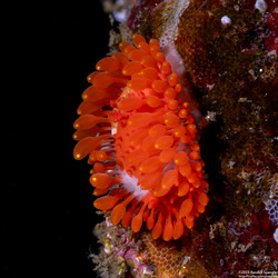 Limacia cockerelli (Cockerell's Dorid)