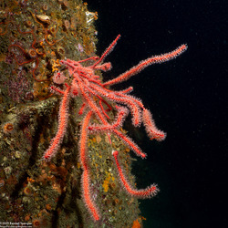 Leptogorgia chilensis (Red Gorgonian)